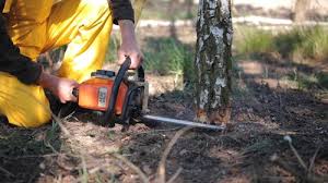 How Our Tree Care Process Works  in  Muenster, TX